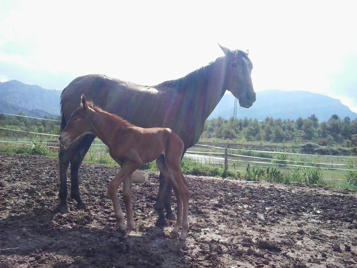 El Jou Nature Sant Corneli Exterior foto